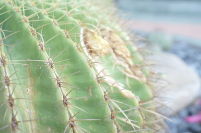 Close-up of cactus plant