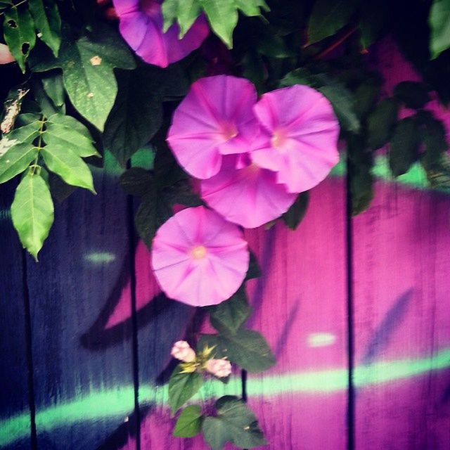 flower, growth, leaf, freshness, fragility, pink color, petal, plant, beauty in nature, nature, close-up, flower head, blooming, green color, no people, outdoors, in bloom, day, wall - building feature, focus on foreground