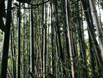 Low angle view of bamboo trees in forest