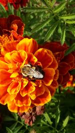 Close-up of honey bee on orange flower
