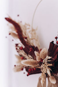 Close-up of red flowering plant against white background