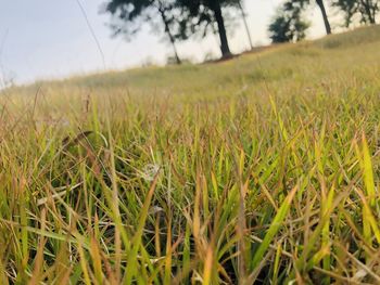 High angle view of stalks in field against sky