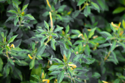 High angle view of plant leaves on field