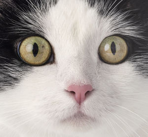 Close-up portrait of cat