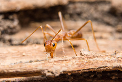 Close-up of ant on wood