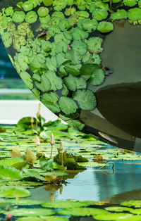 Close-up of lotus water lily in pond