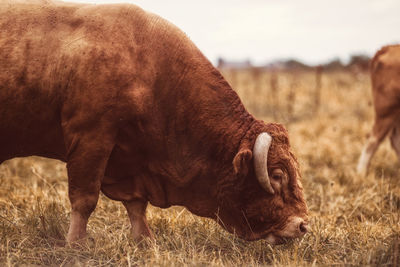 Bull grazing in a field