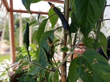 Close-up of insect perching on plant