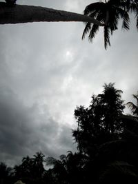 Low angle view of palm trees against cloudy sky