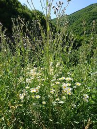 Plants growing outdoors