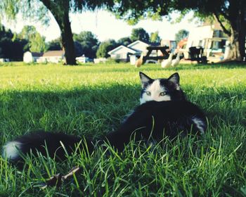 Cat on grassy field