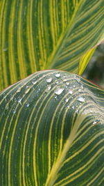 Close-up of wet plant leaves