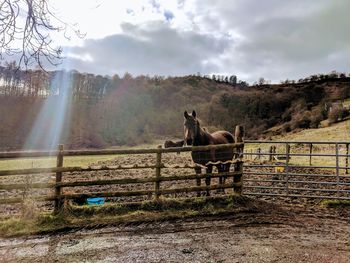 Horse in field with sunlight 