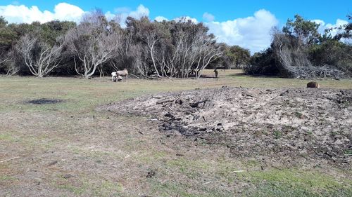 Trees on field against sky