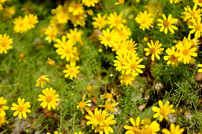 Close-up of yellow flowers blooming outdoors