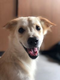 Close-up portrait of a dog at home