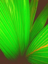 Close-up of palm leaves