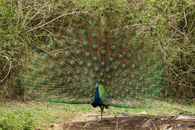 View of peacock on field