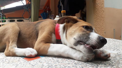 Close-up of a dog resting at home