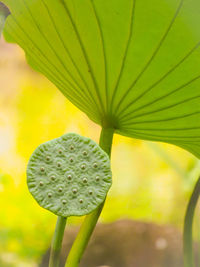 Close-up of yellow leaf