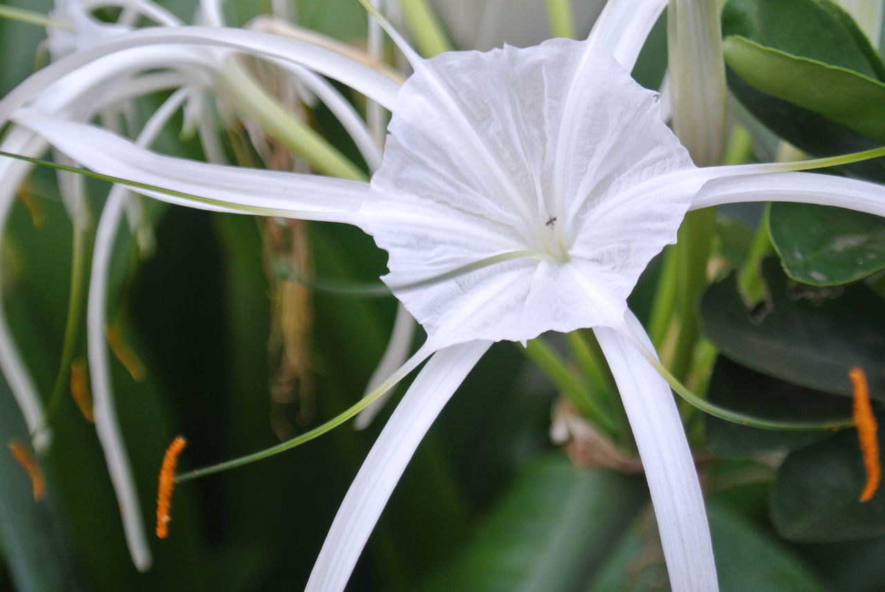 CLOSE-UP OF WHITE FLOWER PLANT