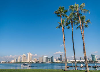 Palm trees by sea against blue sky