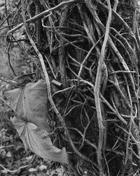 Bare trees against sky