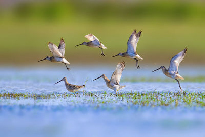 Seagulls flying over field