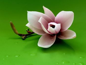 Close-up of lotus water lily in pond