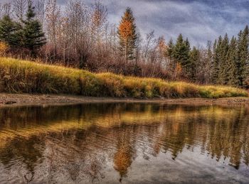 Scenic view of lake in forest