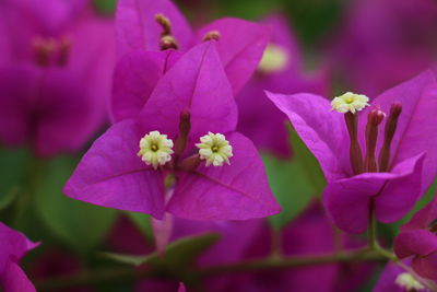 Close-up of flowers blooming outdoors