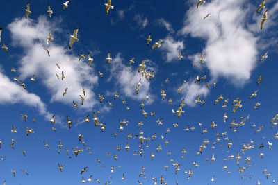 Low angle view of seagulls and pigeons flying in blue sky