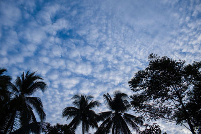 Low angle view of palm trees against sky