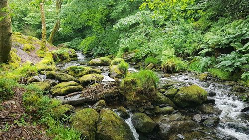 Scenic view of stream flowing through rocks in forest