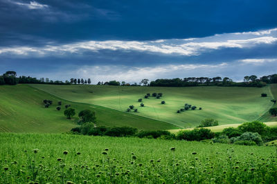 Scenic view of agricultural field against sky