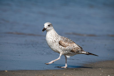 Seagull perching on a beach