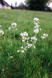 Close-up of flowers blooming on field