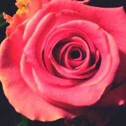 Close-up of pink rose