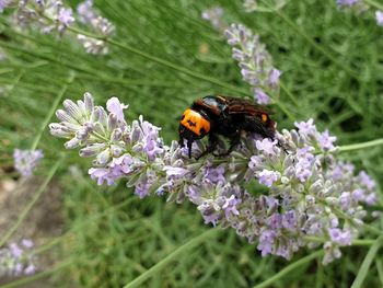 Close-up of insect on purple flowering plant