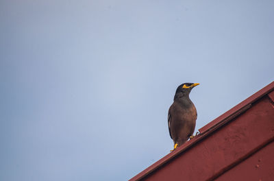 Low angle view of bird perching on roof against clear sky