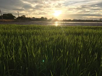 Scenic view of field against sky during sunset
