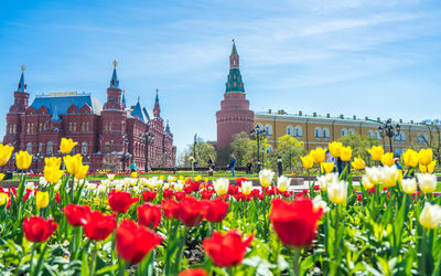 View of red flowering plants against building