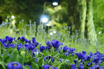 Close-up of purple flowers blooming outdoors