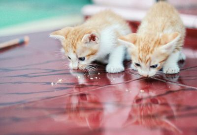 Cat resting on a floor