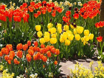 Close-up of red tulips blooming in field