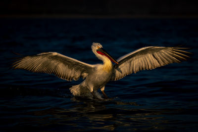 Close-up of pelican flying over lake