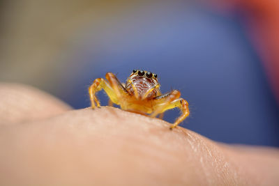 Close-up of spider on hand