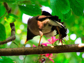 Close-up of bird perching on branch