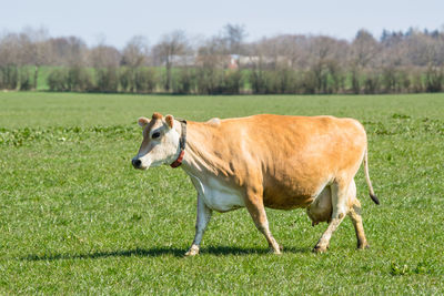 Cow on grassy field