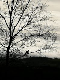 Silhouette of bird perching on bare tree